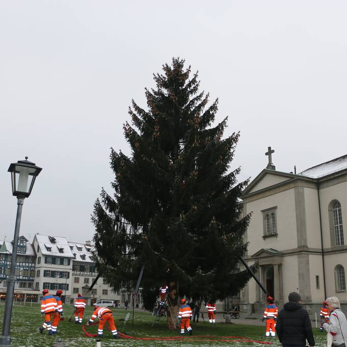 Der Christbaum ist endlich da