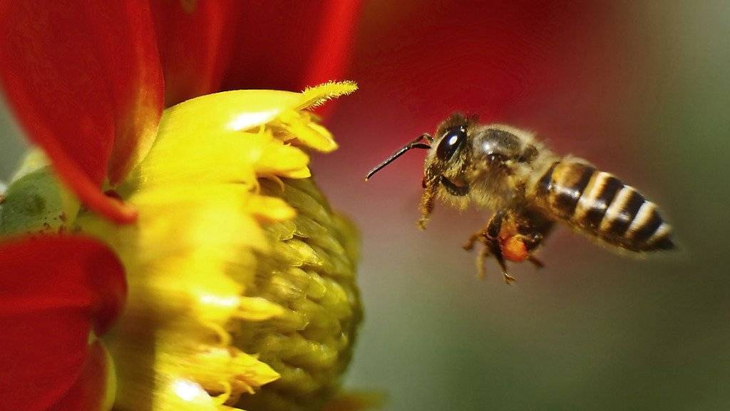 Eine Biene im Anflug auf eine Blume (Symbolbild)