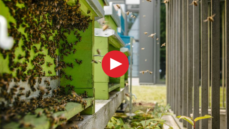 2018-09-10 14_47_19-Live bei den Bienen_ Live bei den Bienen - Schweizer Familie