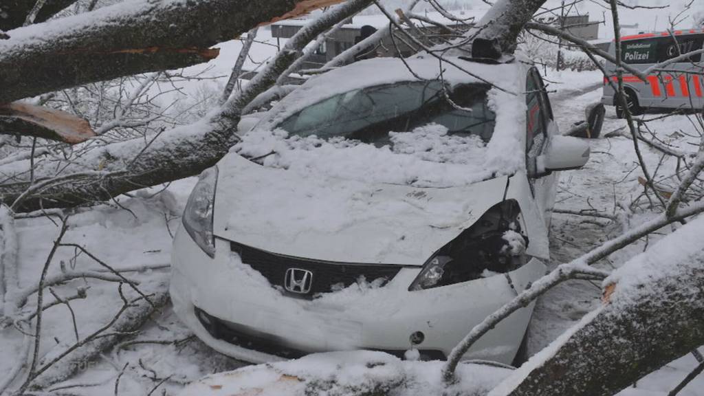 Baum kracht auf Auto: Weil eine Immobilienfirma sparen wollte, landet ein 3-jähriges Mädchen im Spital