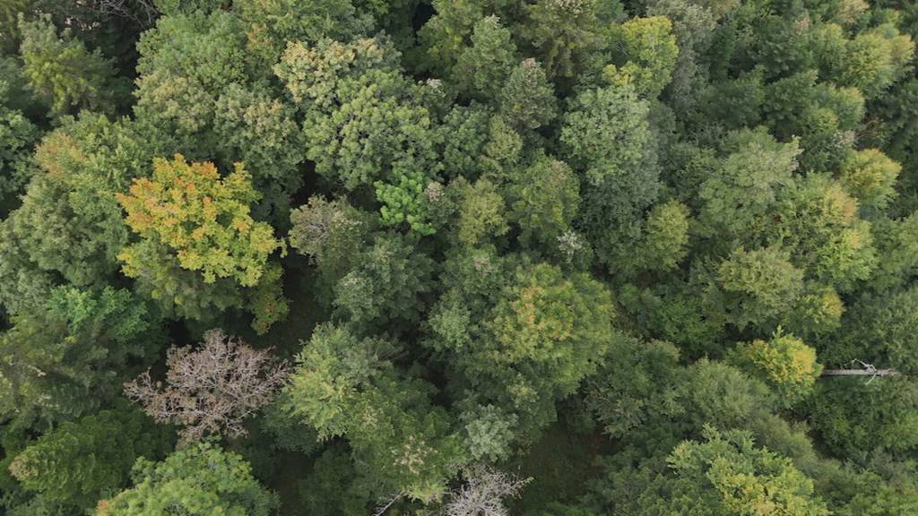«Pilzfluencer» bringen immer mehr Junge zum «Pilzlen»