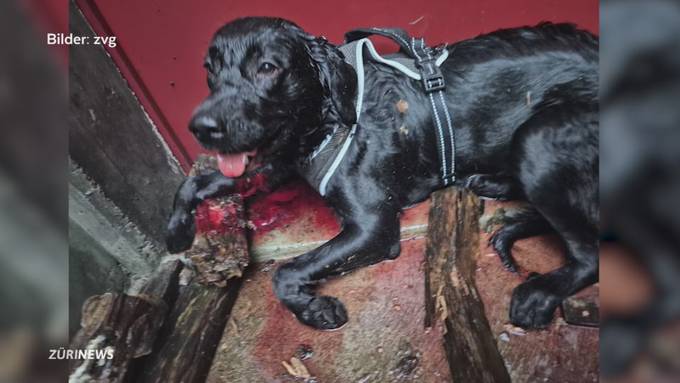 Bissattacke: Listenhund verletzt in Niederlenz anderen Vierbeiner schwer