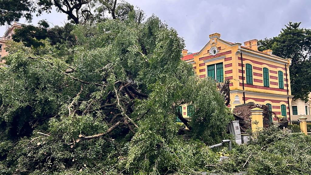 Ein vom Taifun «Yagi» entwurzelter Baum liegt auf einer Straße. Foto: Aniruddha Ghosal/AP/dpa