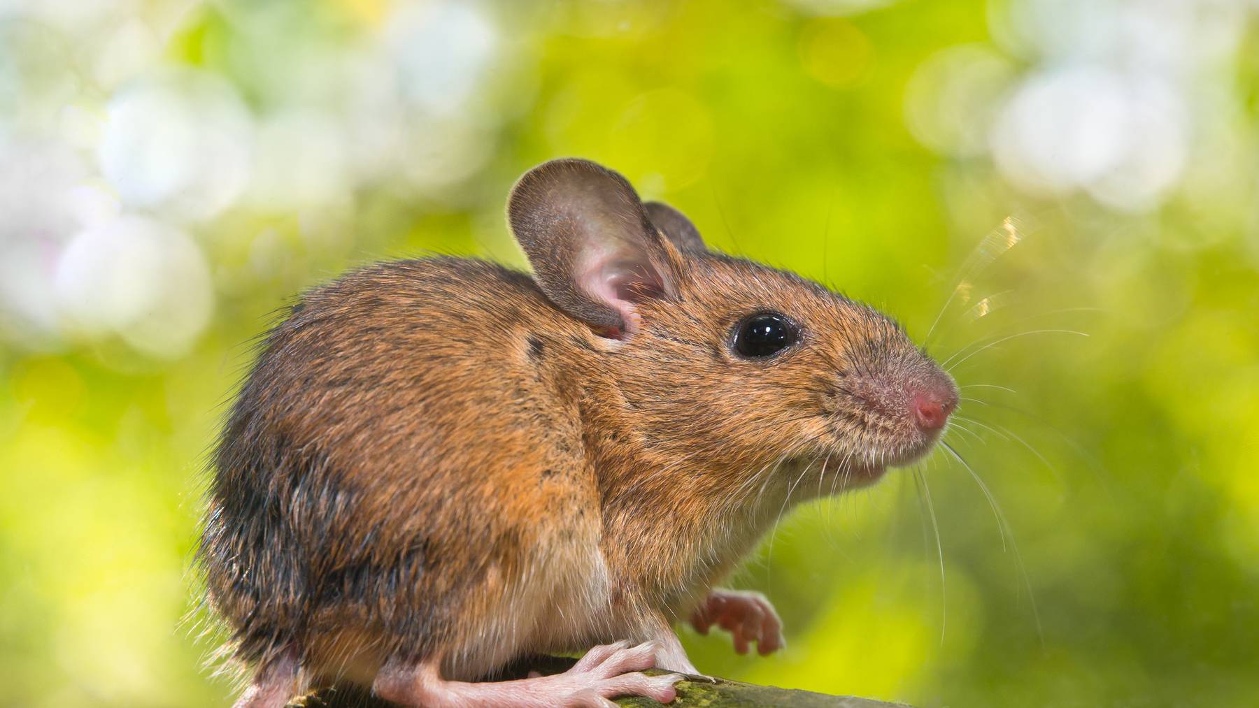 In Remetschwil werden die Zahlungen für Mäuseschwänze zum Ende des Jahres eingestellt
