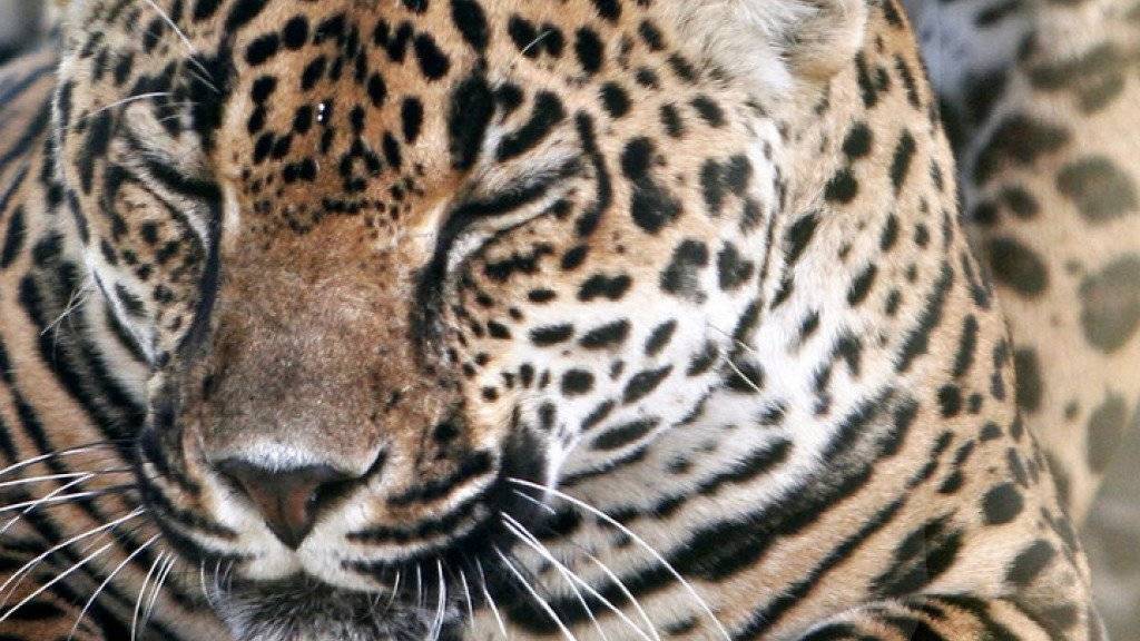 Nahaufnahme eines Jaguars. Jaguar Salman wurde vom Zoo in Neu Delhi als zu faul und zu dick empfunden und darum nach Kerala zurückgeschickt (Symbolbild)