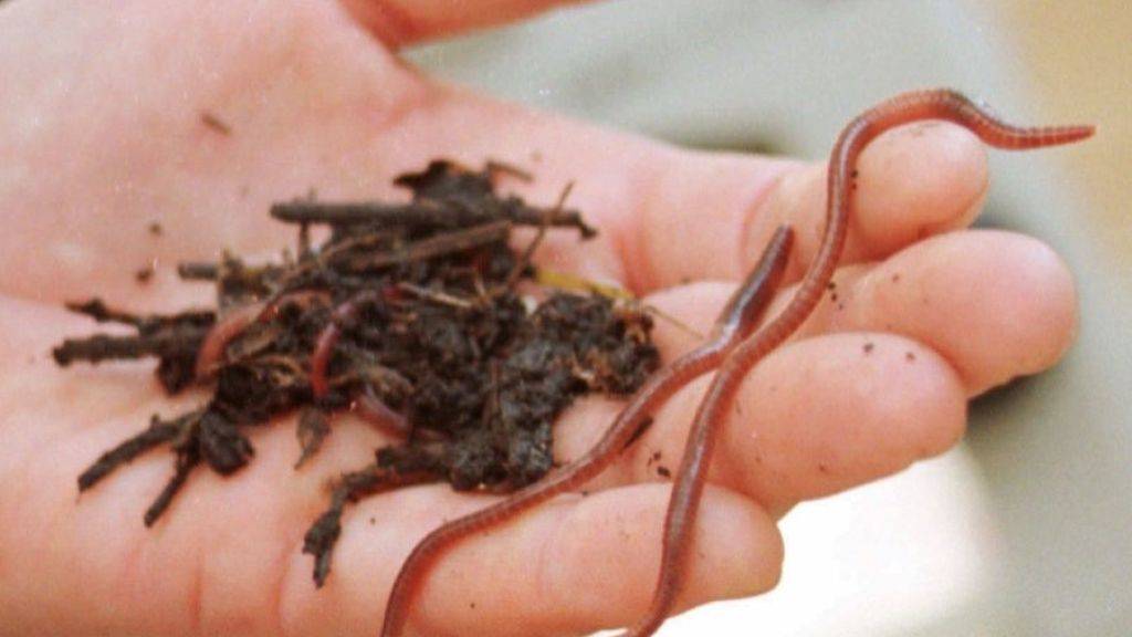 Regenwürmer sind die wohl bekanntesten Waldbodenbewohner, aber es gibt noch Zehntausende andere. Je mehr Organismen einen Waldboden besiedeln, desto besser kann ein Wald seine «Dienstleistungen» am Menschen erbringen. Forscher empfehlen gezielte Studien darüber. (Archivbild)