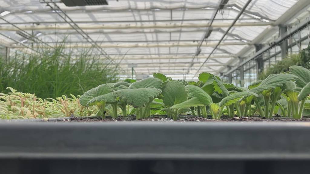 Gewächshaus in Koppigen nach zwei Jahren Bauzeit fertiggestellt