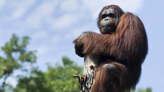 Dramatischer Orang-Utan-Rückgang