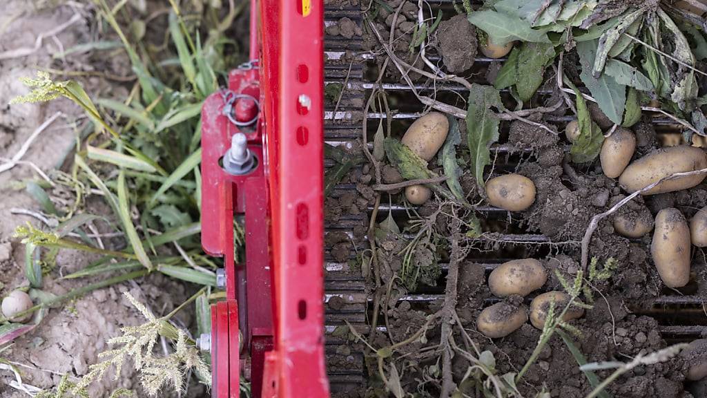 Bund erhöht wegen schlechter Ernte Importkontingent für Kartoffeln