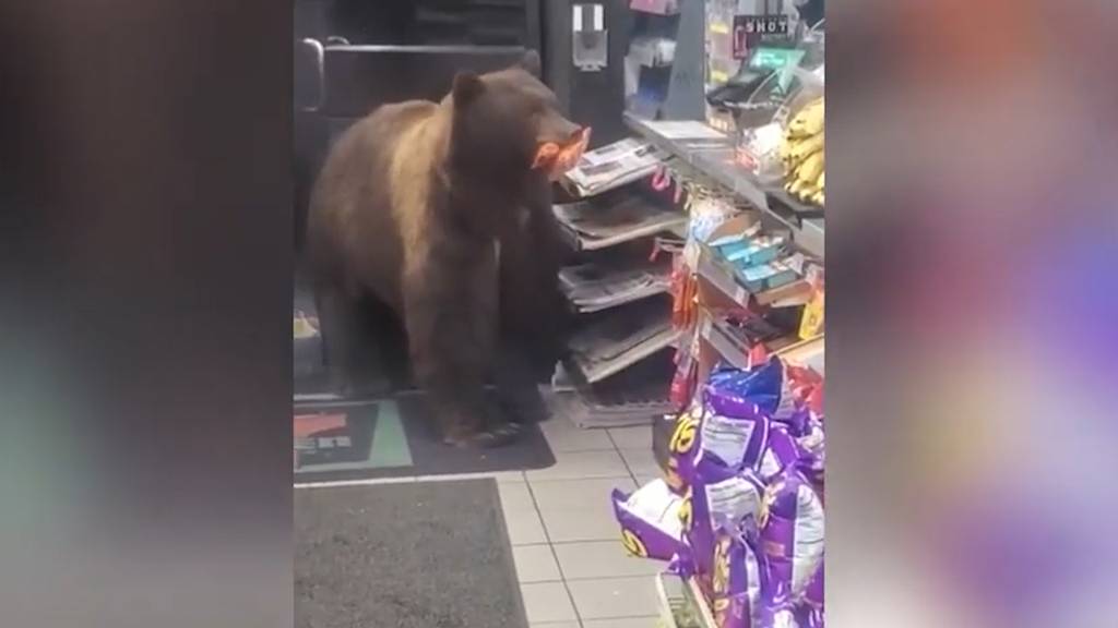 Bär spaziert in Supermarkt und klaut Süssigkeiten