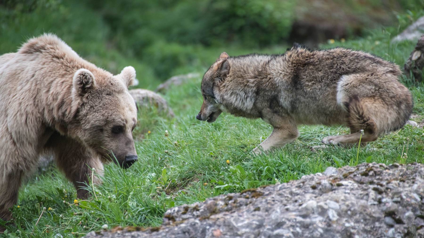 Die Natur- und Umweltschützer wehren sich gegen die Lockerung des Schutzes von Wölfen und Bären. (Symbolbild)