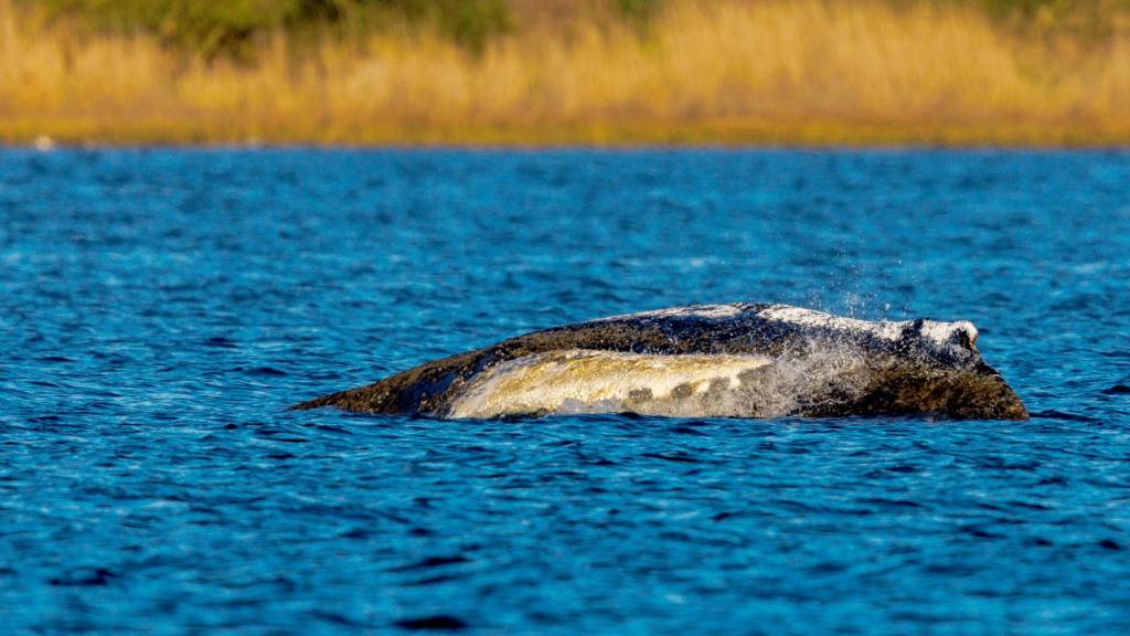 Der Buckelwal liegt vor der Insel Poel an der gleichen Stelle wie am Vorabend. Foto: Jens Büttner/dpa