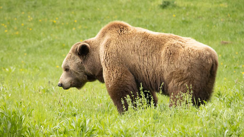 Eine Volksinitiative fordert, dass Bären und andere geschützte Grossraubtiere geschossen werden dürfen. (Themenbild)