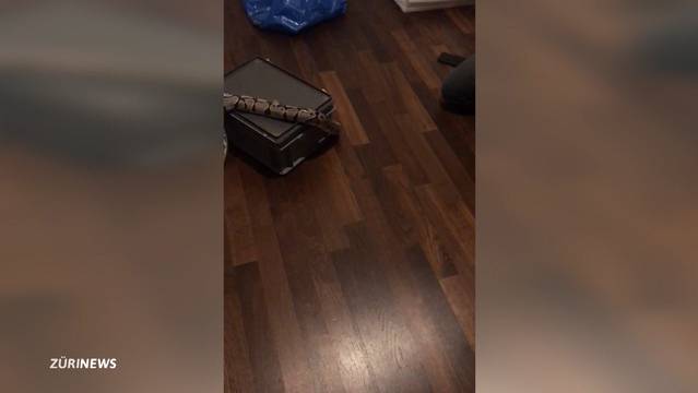 Königspython überrascht Mieterin in neuer Wohnung