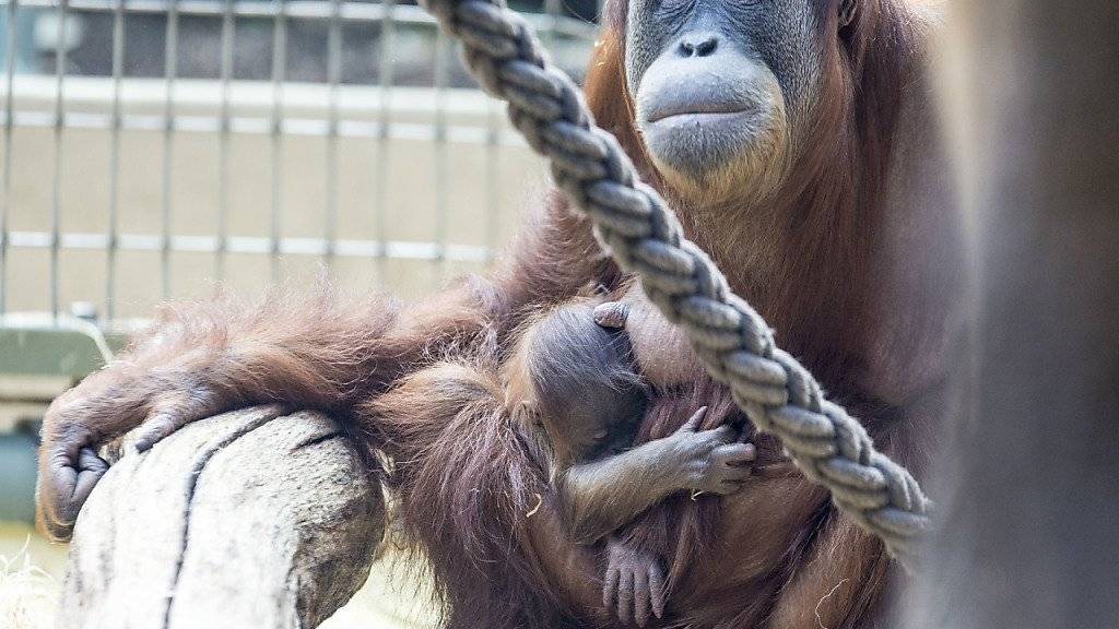Orang-Utan Weibchen Xira mit Töchterchen Pandai im Zoo Zürich. Die Gruppe mit insgesamt zehn Tieren ist Teil des Europäischen Erhaltungszuchtprogramms. (Archivbild)