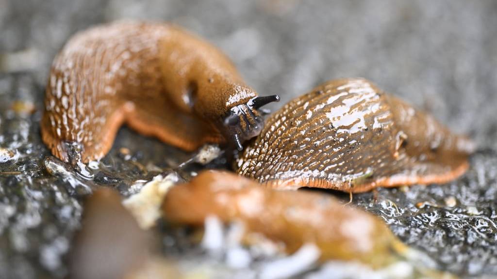 Diesen Sommer sind in den Gärten besonders viele Schnecken zu finden.