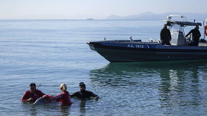 Hoffnung für verletzten Schnabelwal vor der Küste Athens