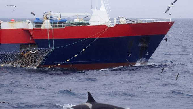 Orca-Angriffe auf Segelboote Versicherungsfall