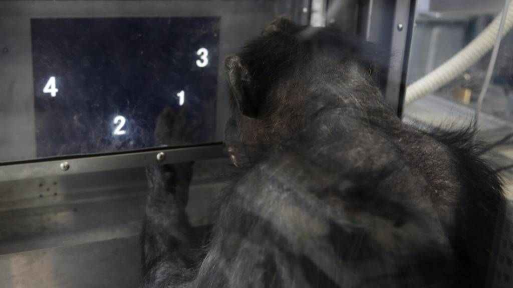 Die Schimpansin Ai aus Kyoto macht Denksport für die Forschung. Ihre künftigen Artgenossen werden wie sie auf natürliche Weise gezeugt und nicht von der Forschung designt. Das Europäische Patentamt hat die Patentierung von gentechnisch veränderten Schimpansen für nicht rechtens erklärt. (Symbolbild)