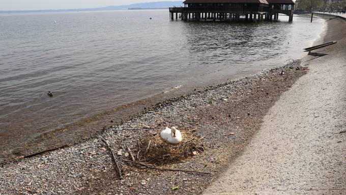 Wieder Schwanen-Drama am Bodensee