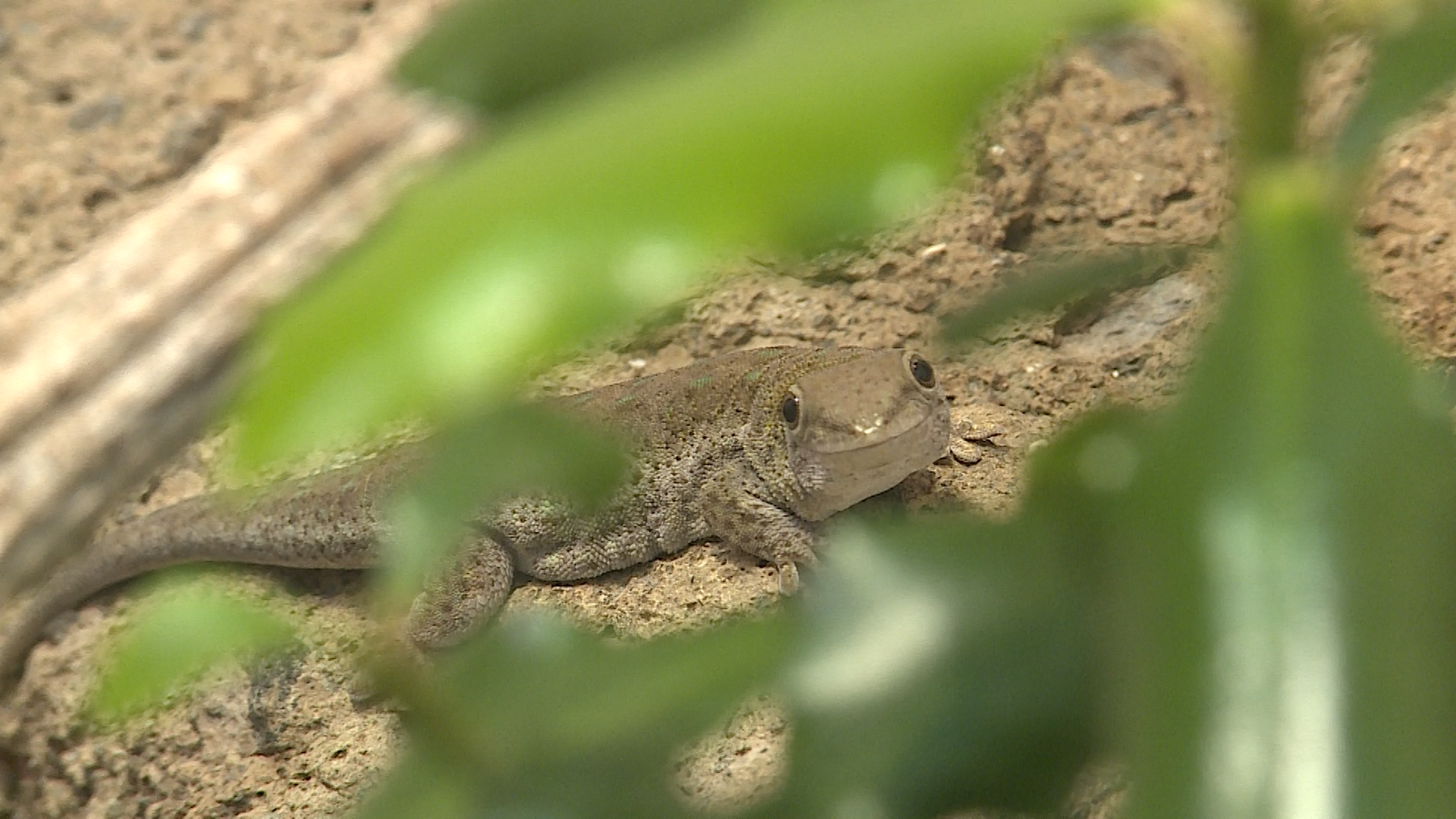 Bedrohte Gecko Arten Zoo Zuerich