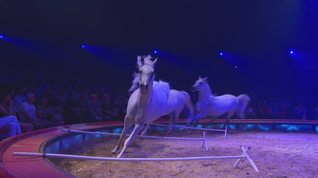 Bieler Band «Pegasus» im Circus Knie