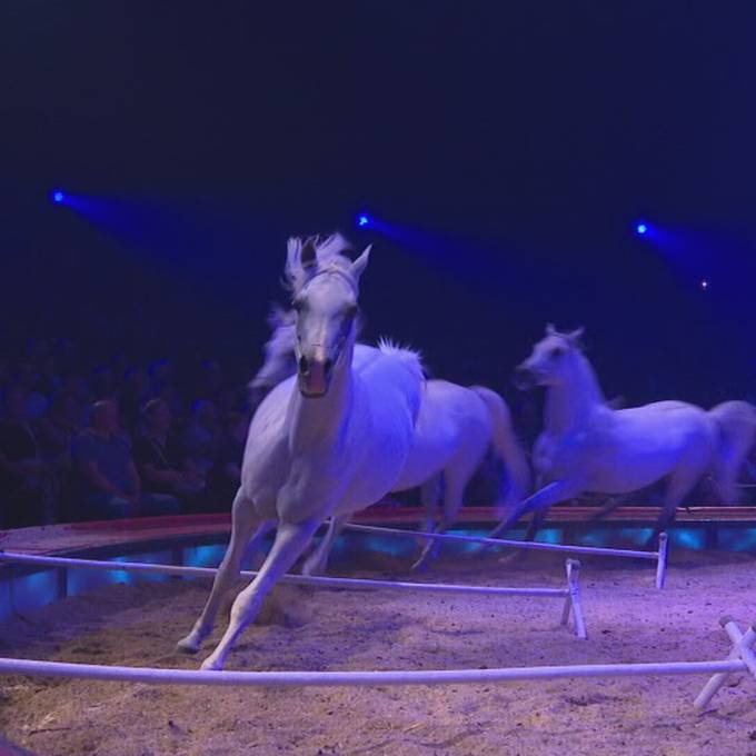 Mit Pferden und «Pegasus»: Circus Knie verzaubert Bern