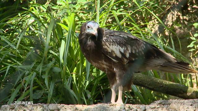 Neue Zoo-Bewohner: Hilfreiche Schmutzgeier