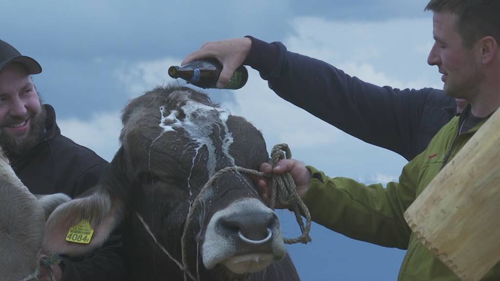 Das ist der Siegermuni fürs Appenzeller Kantonalschwingfest