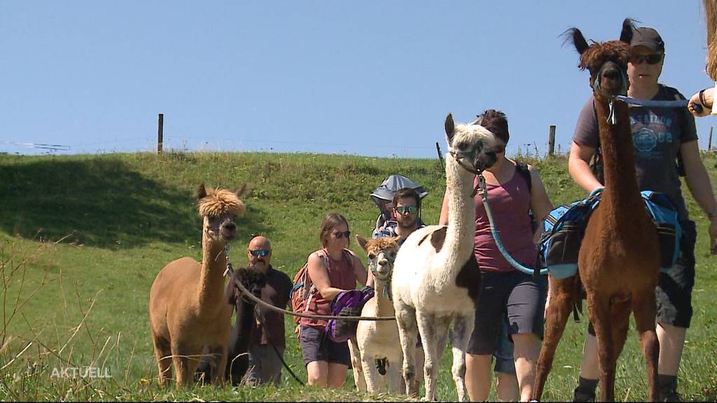 Mit einem Alpaka auf Wanderung am Weissenstein