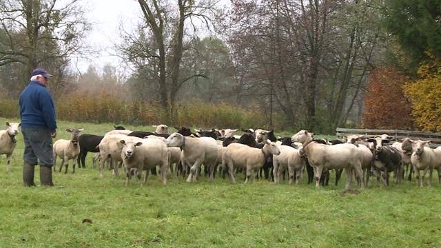 Elf Schafe vor seinen Augen weg gestohlen