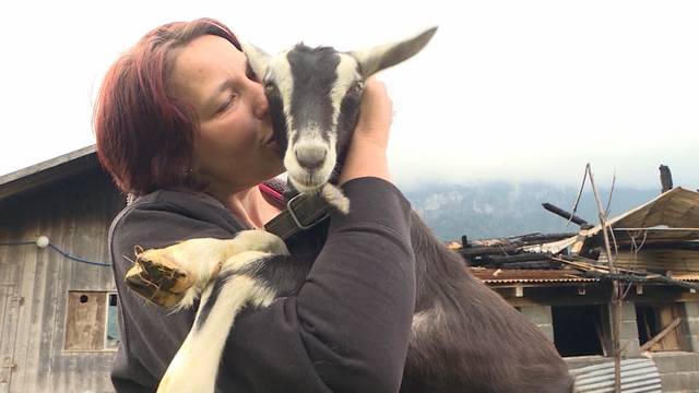 Meiringen: Solidarische Unterstützung für Ziegenbauer