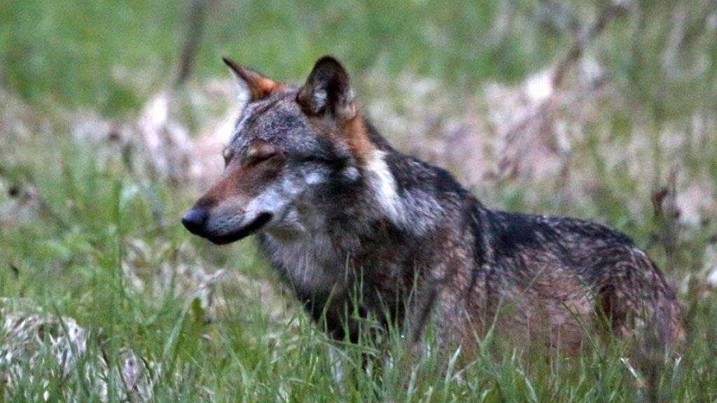 Die Rekurse gegen eine im September im Wallis erteilte Genehmigung für einen Wolfsabschuss bleiben bestehen, auch wenn bis zum Ende der Frist keine Wölfe getötet wurden. Das Bundesamt für Umwelt und der WWF wollen einen Gerichtsbeschluss. (Archiv)