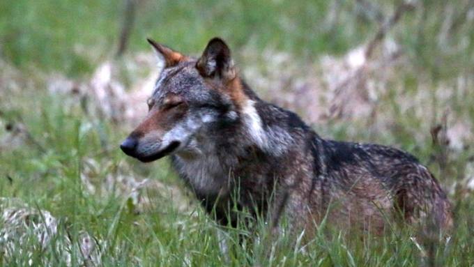 Im Wallis gibt es ein neu zusammengesetztes Wolfsrudel