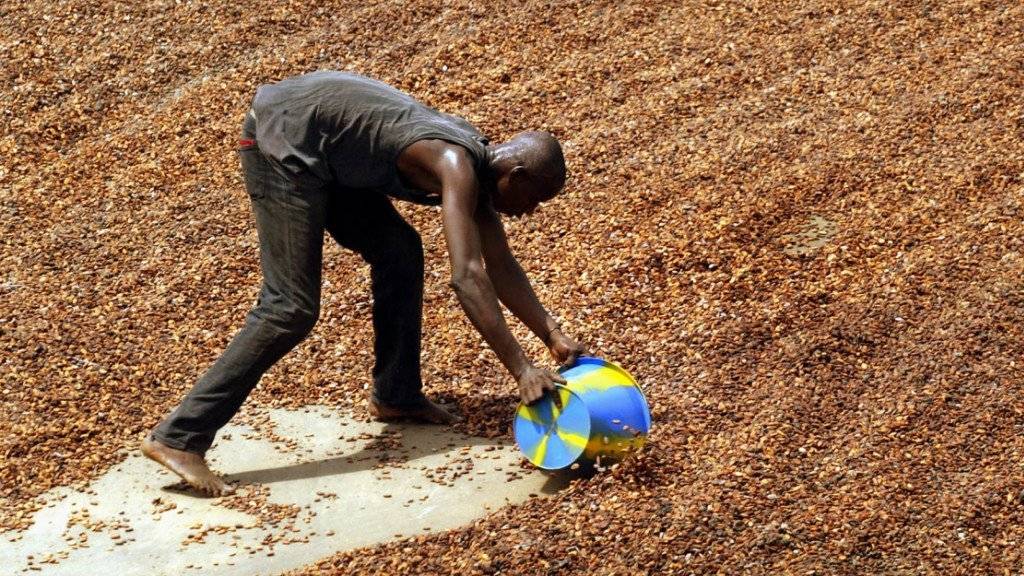 Die Elfenbeinküste ist der grösste Kakao-Exporteur der Welt: Speziell ausgebildete Ranger sollen nun aber sicherstellen, dass Elefanten vor Abholzungen für die Kakaoindustrie geschützt werden. (Symbolbild)