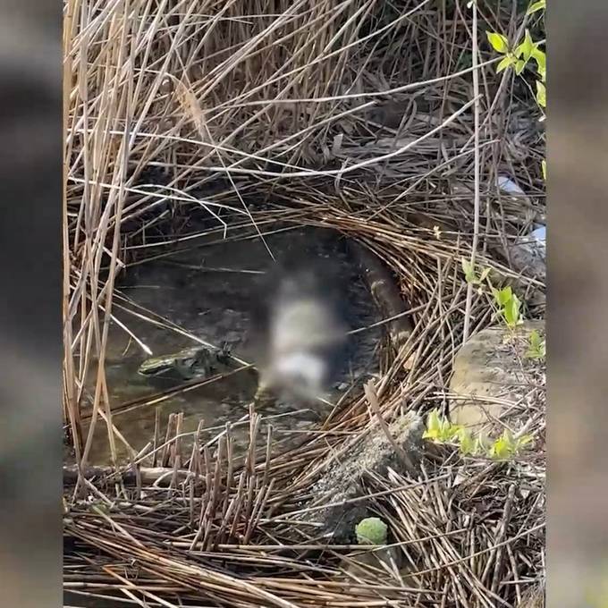 Pärchen entdeckt stark zerfallenen Hundekadaver im Zürichsee