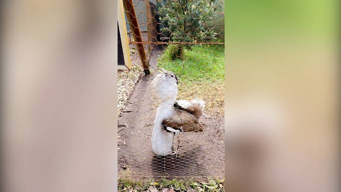 Dieser Vogel brüllt wie ein Löwe 