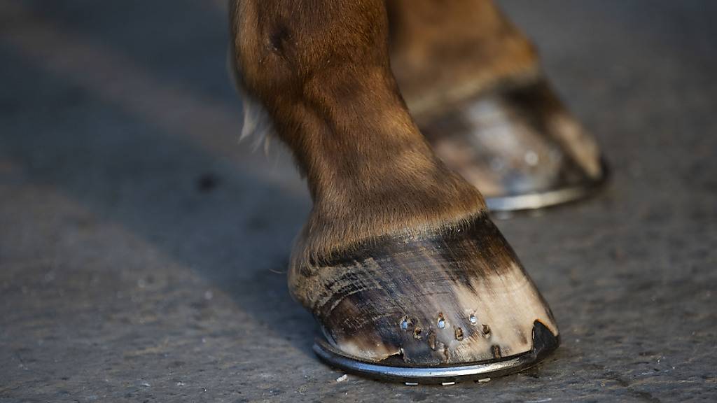 Zur Verletzung durch ein Pferdehuf kam es in einem Stall in Flums SG. (Archivbild)