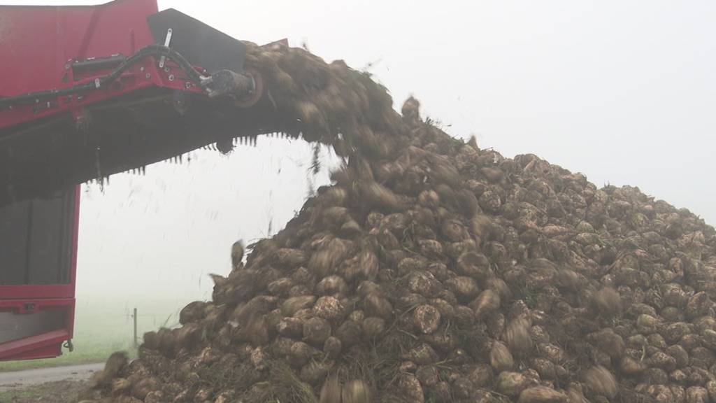 Schwieriges Jahr für Zuckerrüben: Wetter und Krankheiten setzen der Ernte zu