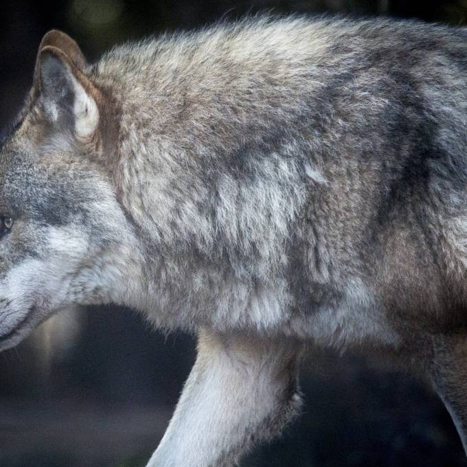 Thurgauer Wolf ist identifiziert