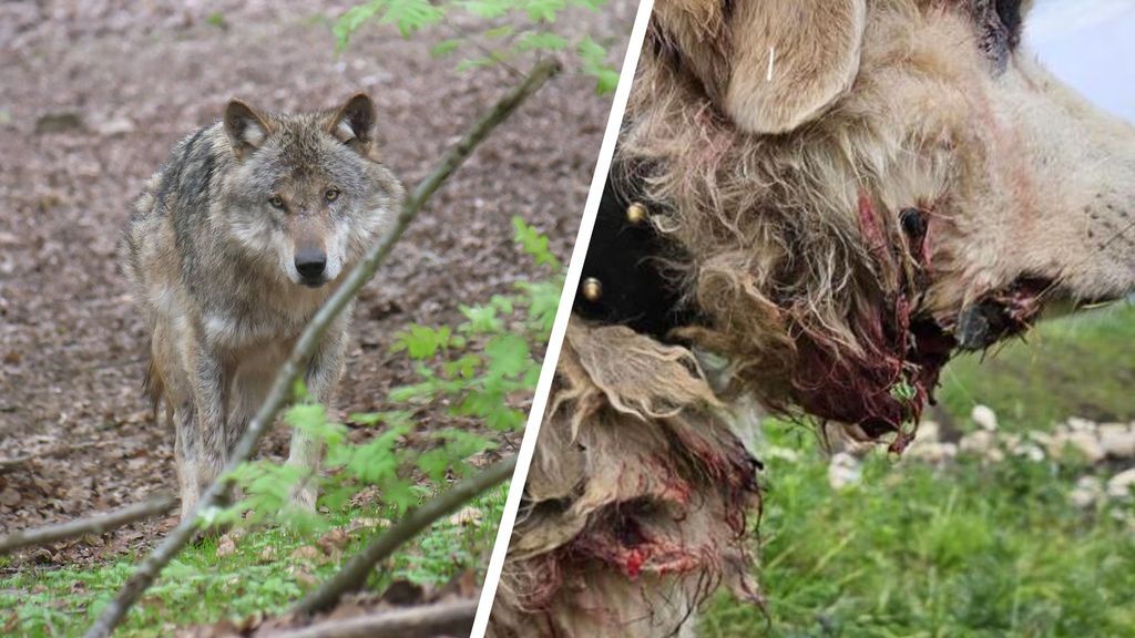 Nach über 30 Schafsrissen: Flumser Wolf beisst Herdenschutzhund blutig