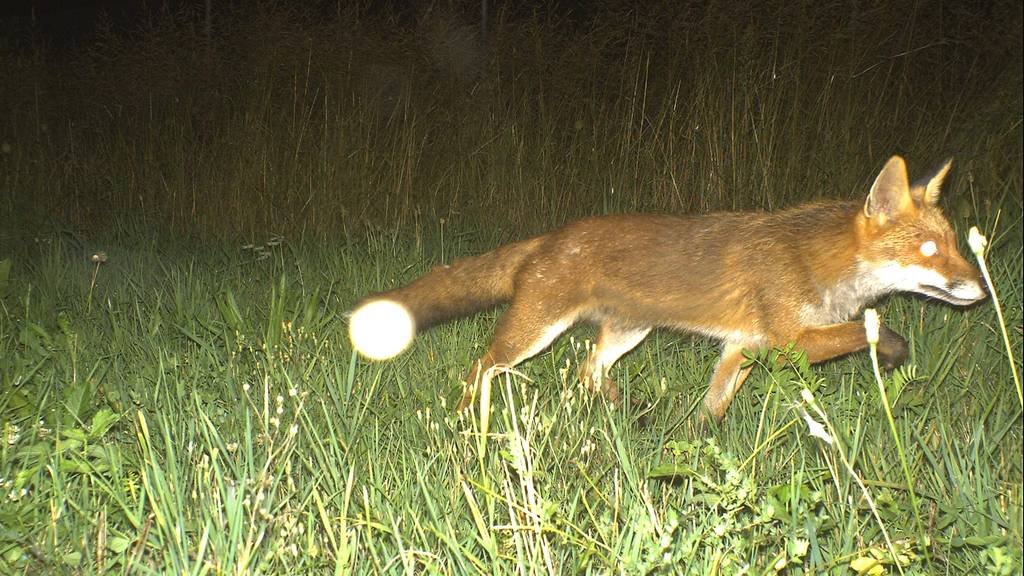 Fuchs in der Fotofalle