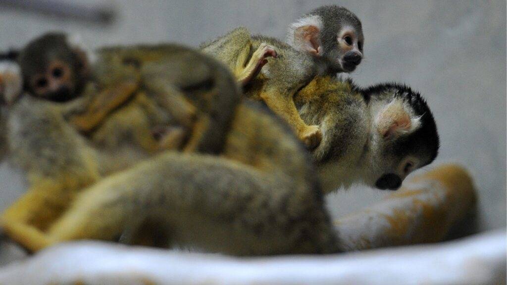 Diese Äffchen im Zoo Basel könnten eine schwierige Geburt gehabt haben: Eine neue Studie zeigt, dass zumindest bei nahen Verwandten dieser Bolivianischen Totenkopfäffchen, den Gemeinen Totenkopfäffchen, der Kopf bei der Geburt nur äusserst knapp durch das Becken der Mutter passt.