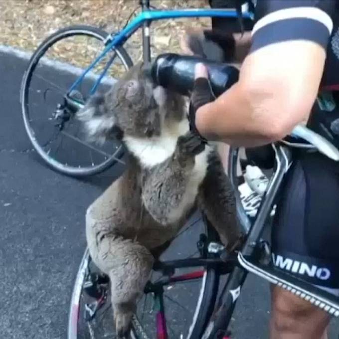 Jöö! Velofahrerin hilft durstigem Koala 