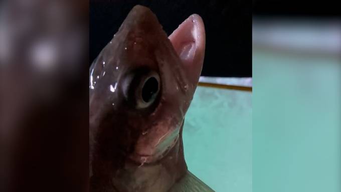 Ein Rülpser rettet diesem Fisch das Leben