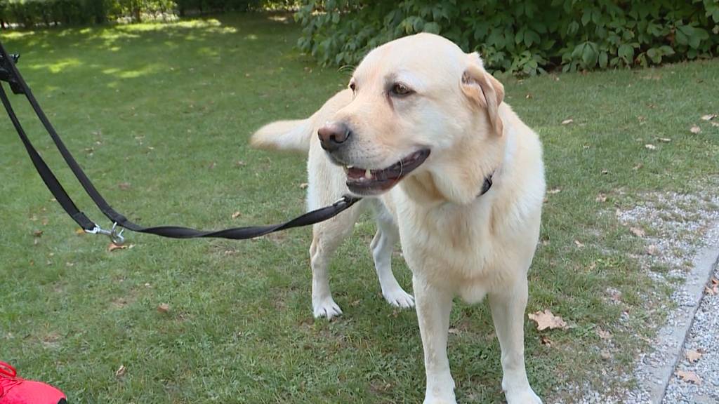 Neue Hundezonen: Zürcher Hundehalter genervt über Regel-Wirrwarr