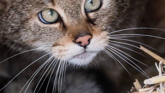 Gar nicht süss - Katzen in Australien gefährden heimische Arten