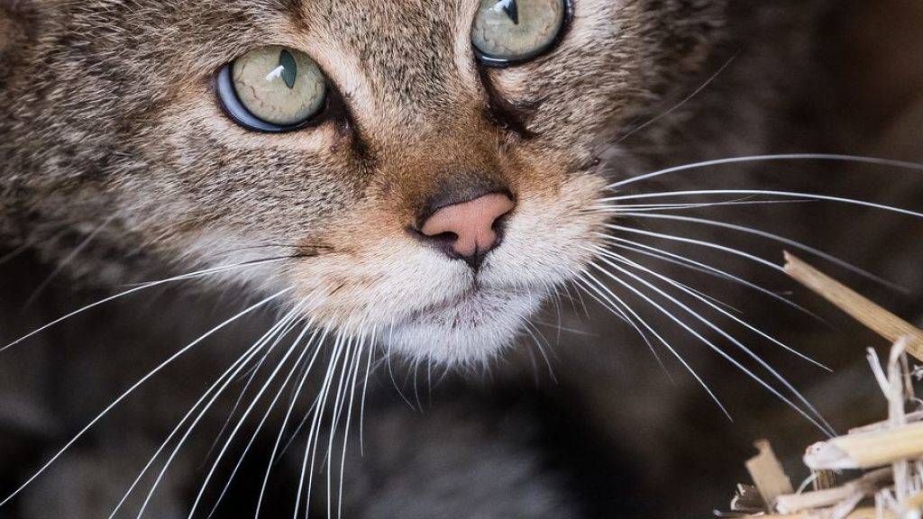 Büsis sind nicht überall beliebt. In Australien haben die im 18. Jahrhundert von Siedlern eingeschleppten Katzen schon zahlreiche einheimische Tierarten ausgerottet. Deshalb hat die Regierung den Tod von zwei Millionen Katzen angeordnet. Selbst Tierschützer sehen die Notwendigkeit ein. (Archivbild)