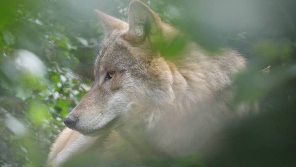 Trotz Wildhüter-Aufstockung: Bürgerliche fordern zusätzliche Wolf-Massnahmen