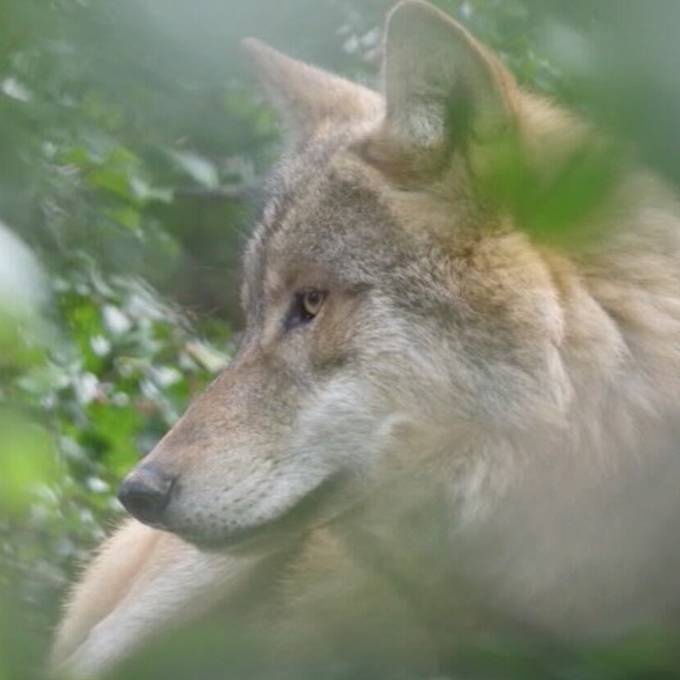 Trotz Wildhüter-Aufstockung: Bürgerliche fordern zusätzliche Wolf-Massnahmen